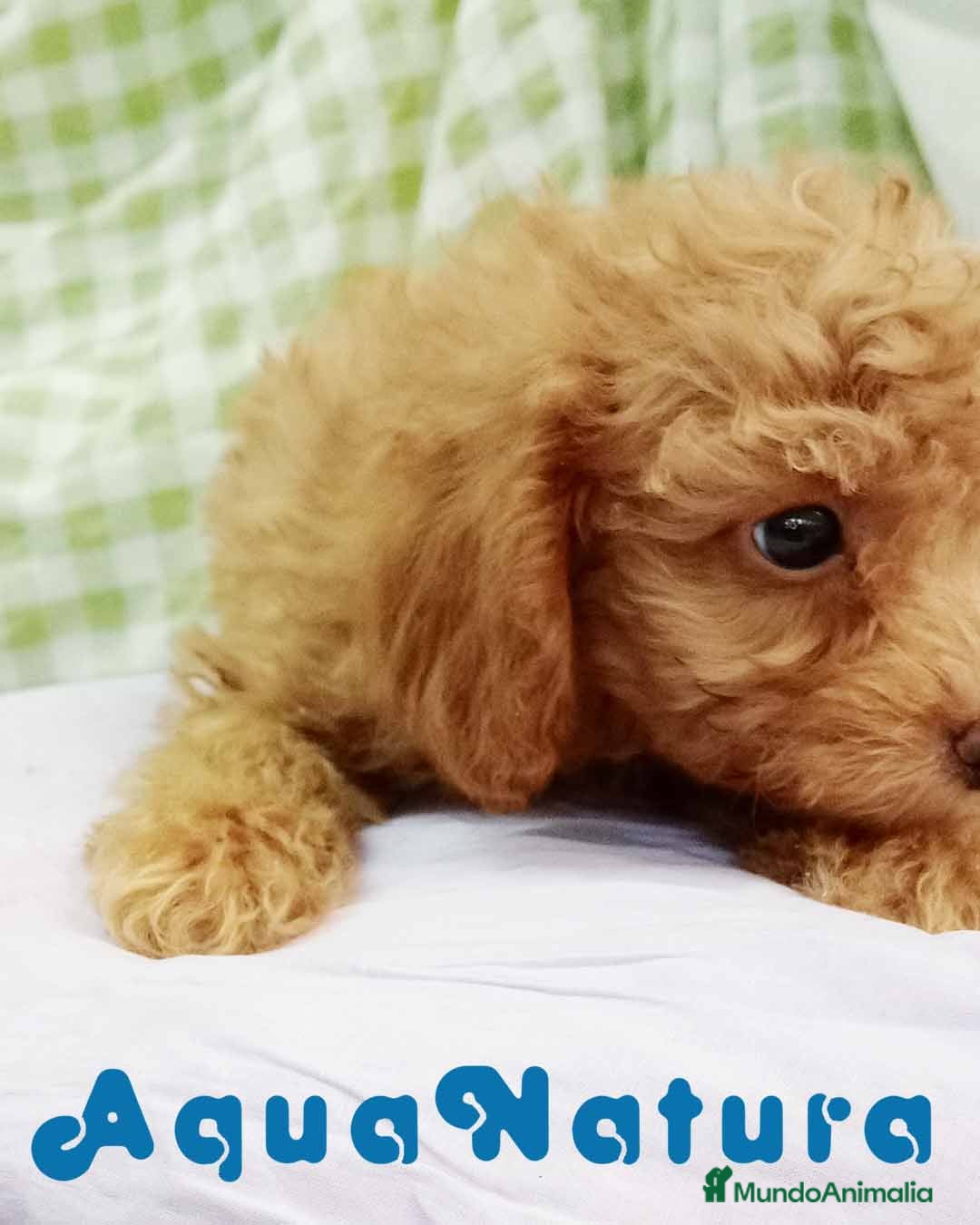 Caniche Toy perros  Caniche Macho de Barbie y Can 6154 - AQUANATURA en Barcelona - Anuncio 2