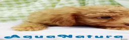 Caniche Toy perros en venta:  Caniche Macho de Barbie y Can 6154 - AQUANATURA en Barcelona - Anuncio 2