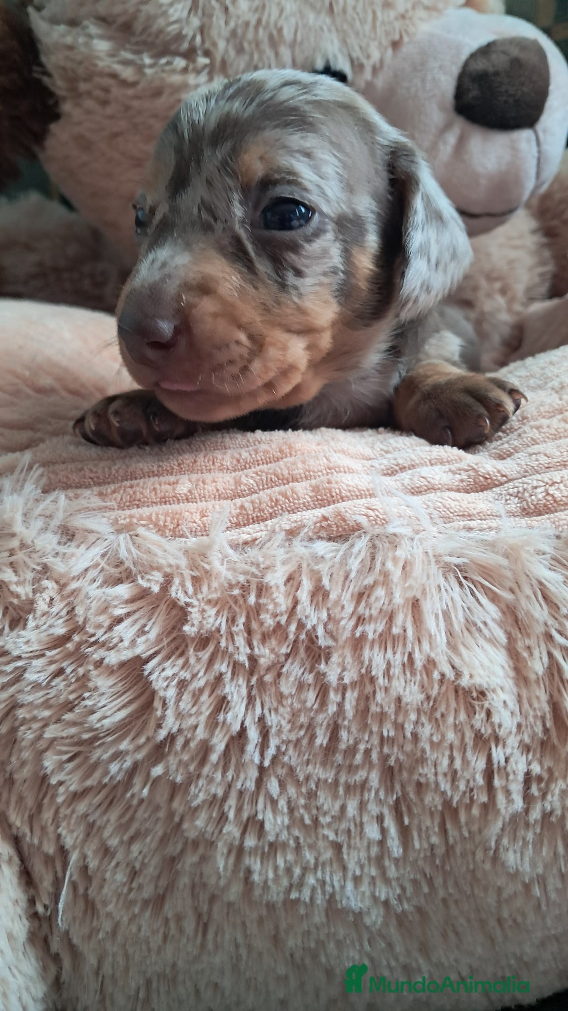 Teckel Miniatura perros Bebes Teckels (perro salchicha ) - Anuncio 1