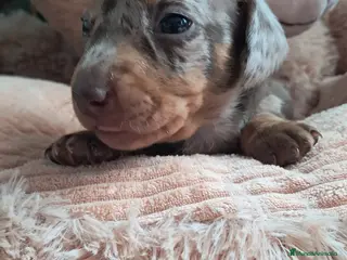 Teckel Miniatura perros Bebes Teckels (perro salchicha ) - Anuncio 1