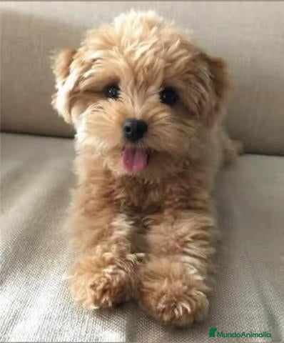 Maltipoo perros Maltipoo toy macho - Anuncio 1