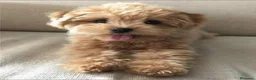 Maltipoo perros en venta: Maltipoo toy macho - Anuncio 1