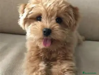 Maltipoo perros Maltipoo toy macho - Anuncio 2