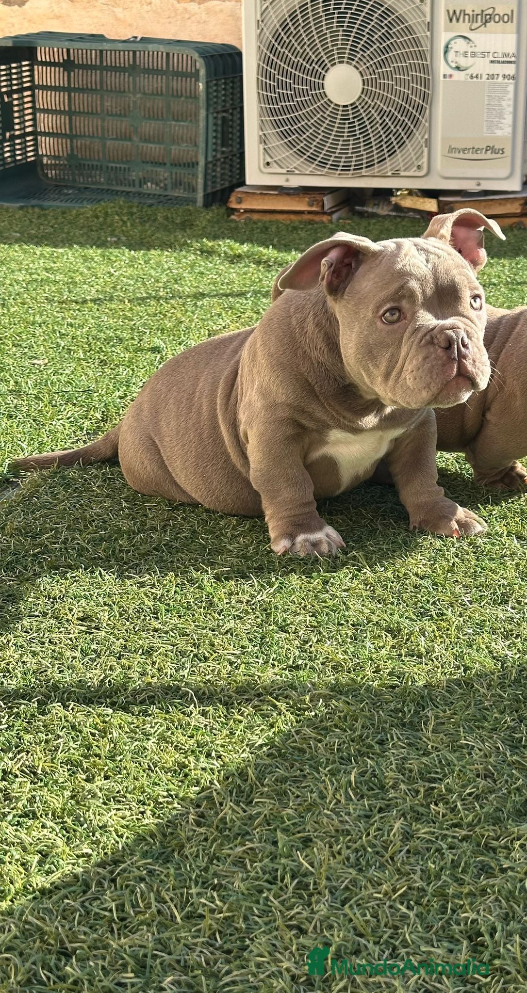 American Bully perros American Bully micro espectacular cachorro lilac - Anuncio 2