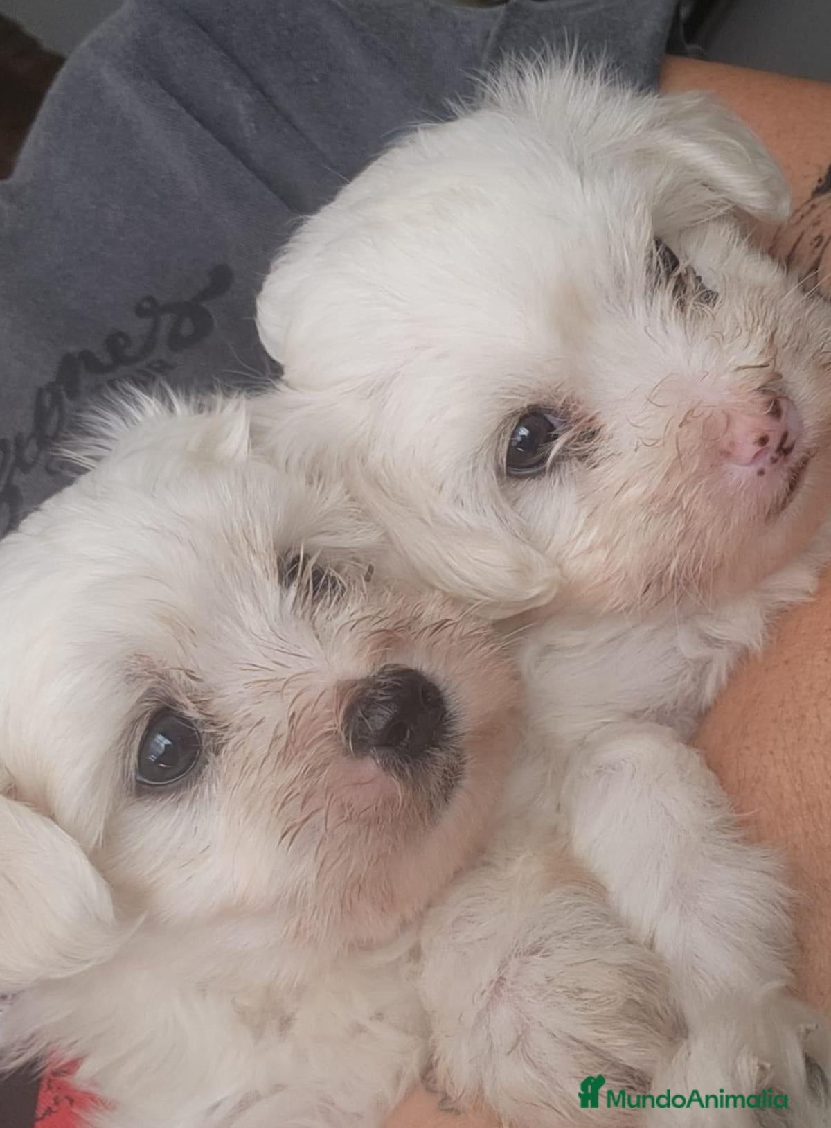 Bichón Maltés perros Bichon maltés hembritas - Anuncio 1