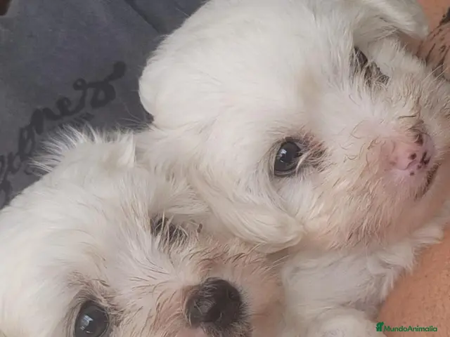 Bichón Maltés perros en venta: Bichon maltés hembritas - Anuncio 1