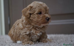 Maltipoo perros en venta: YUKI UNA PEQUEÑA MALTIPOO CON ENCANTO - Imagen 2