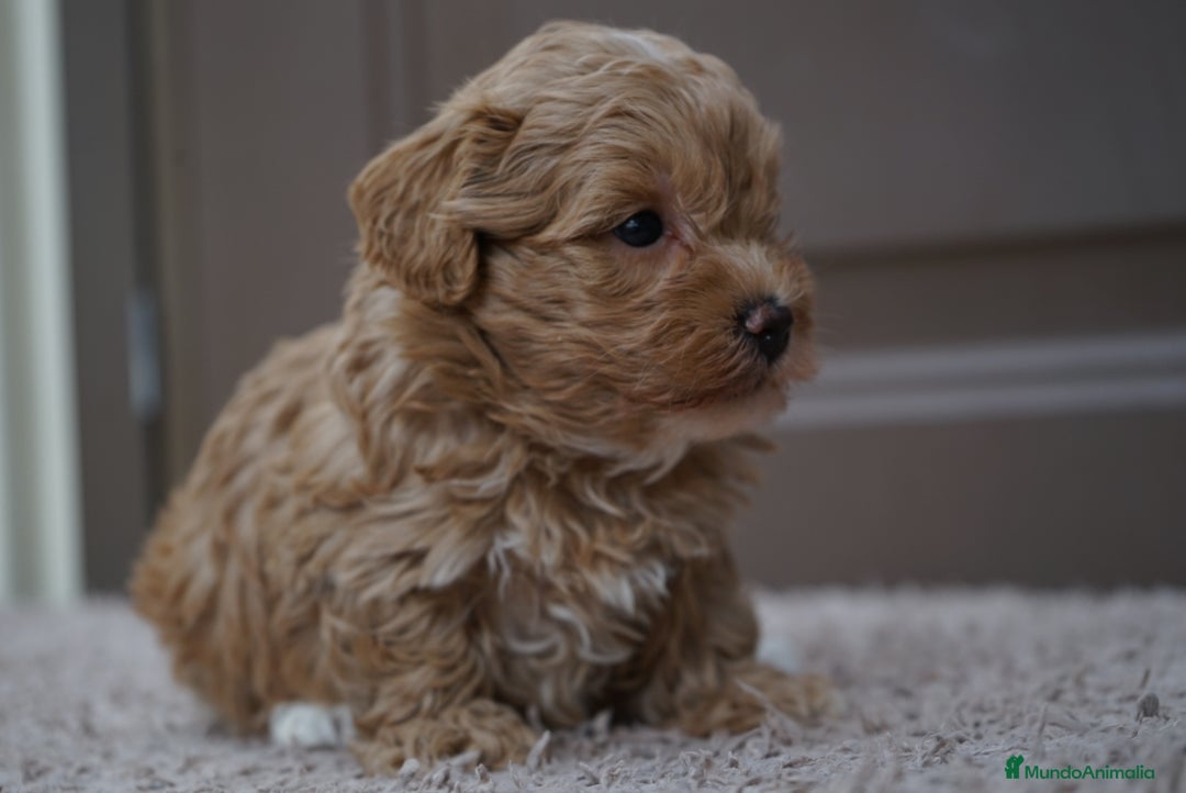 Maltipoo perros en venta: YUKI UNA PEQUEÑA MALTIPOO CON ENCANTO - Imagen 2