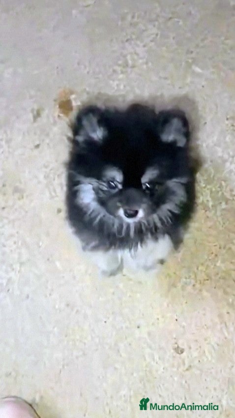 Pomerania perros POMERANIA MACHO CHIQUITÍN - Anuncio 7