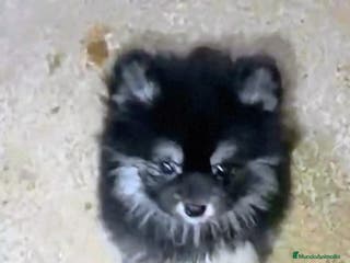 Pomerania perros POMERANIA MACHO CHIQUITÍN - Anuncio 8