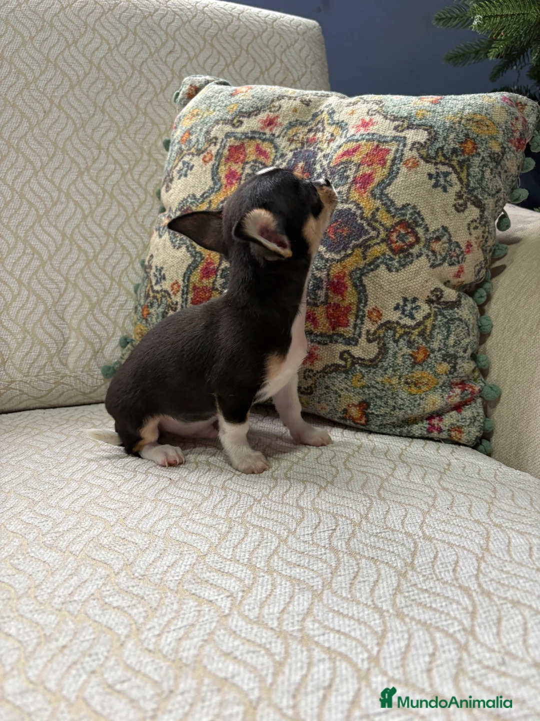 Chihuahua perros en venta: Macho chihuahua Toy tricolor  - Anuncio 3