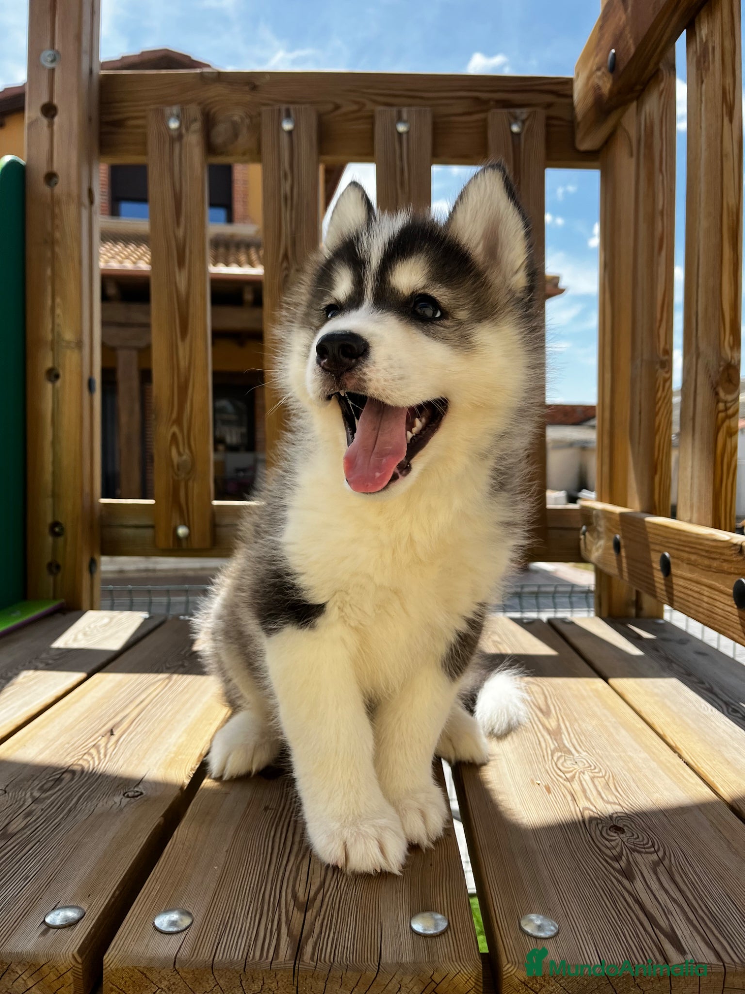 Husky Siberiano perros Husky siberiano  - Anuncio 18