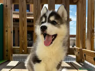 Husky Siberiano perros Husky siberiano - Anuncio 31