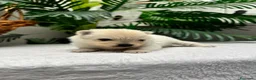 Pomerania perros en venta: POMERANIA - Anuncio 12