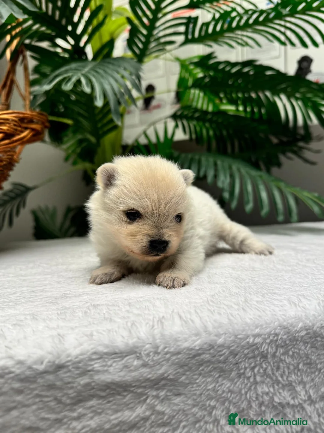 Pomerania perros en venta: POMERANIA - Anuncio 12