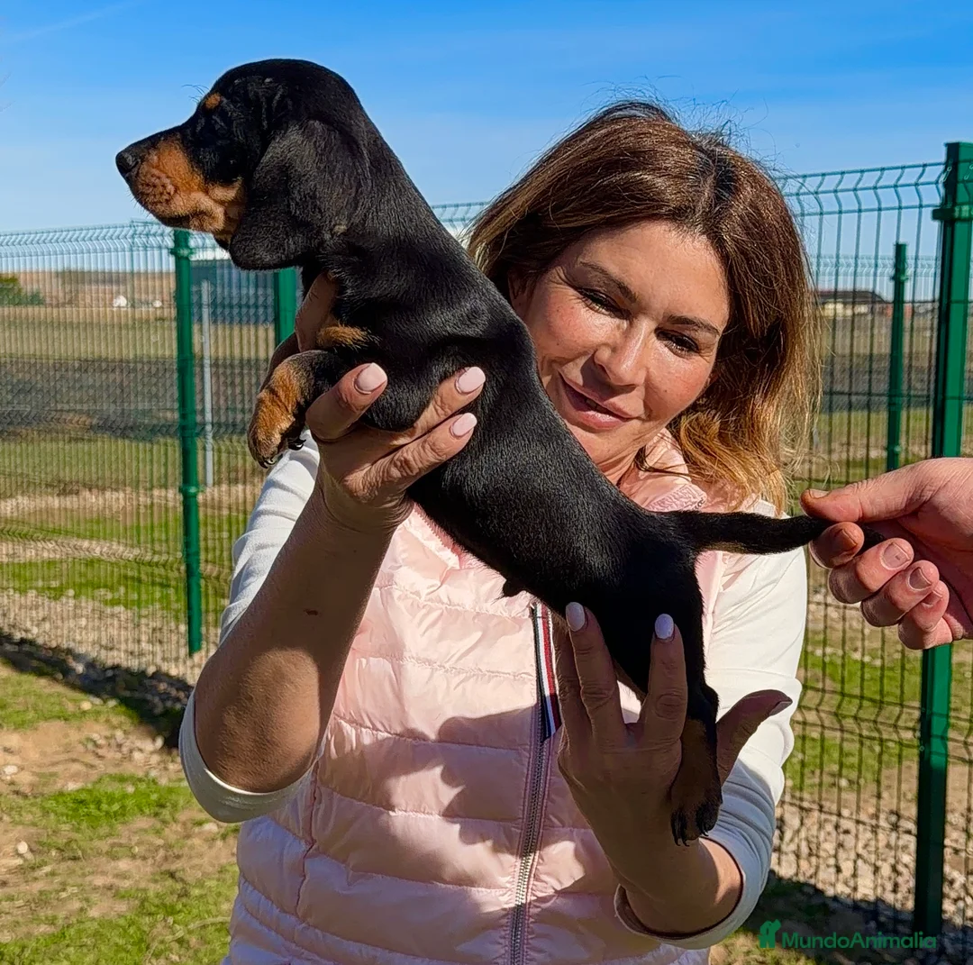 Teckel Miniatura perros en venta: Cachorro Teckel miniatura negro fuego  - Anuncio 8