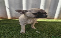Chihuahua perros en venta: Chihuahua toy Cabeza manzana - Imagen 2