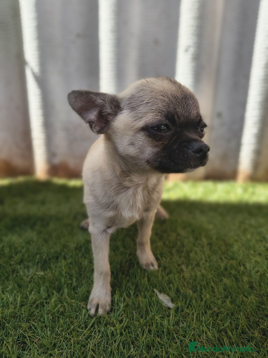 Chihuahua perros en venta: Chihuahua toy Cabeza manzana - Imagen 2