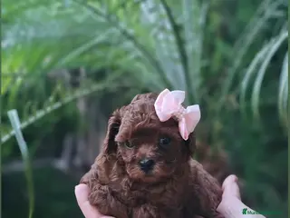 Caniche Toy perros Hembrita tea cup asiática - Anuncio 1