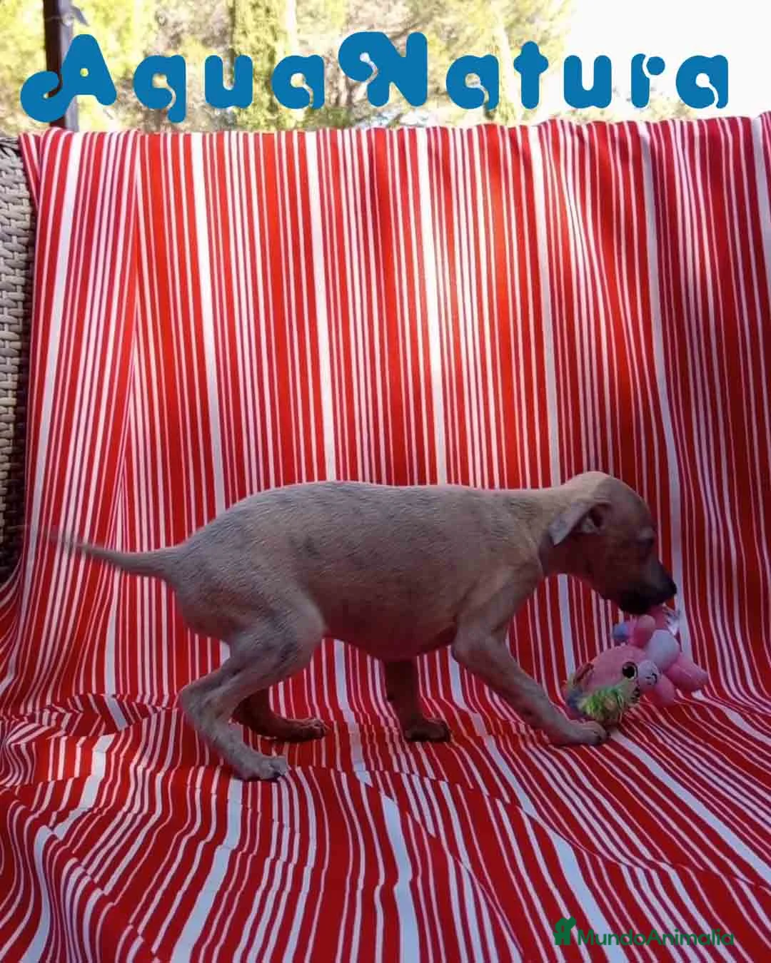 Pequeño Lebrel Italiano perros en venta: Lebrel Italiano Hembra 6 de AB y Omega AQUANATURA - Anuncio 6