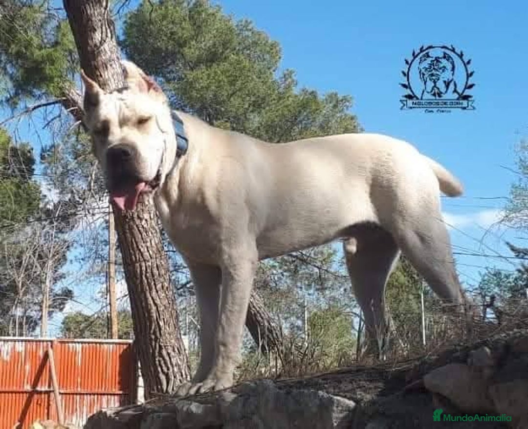 Cane Corso perros en venta: Molosos de Odin Cane Corso kennel - Anuncio 3