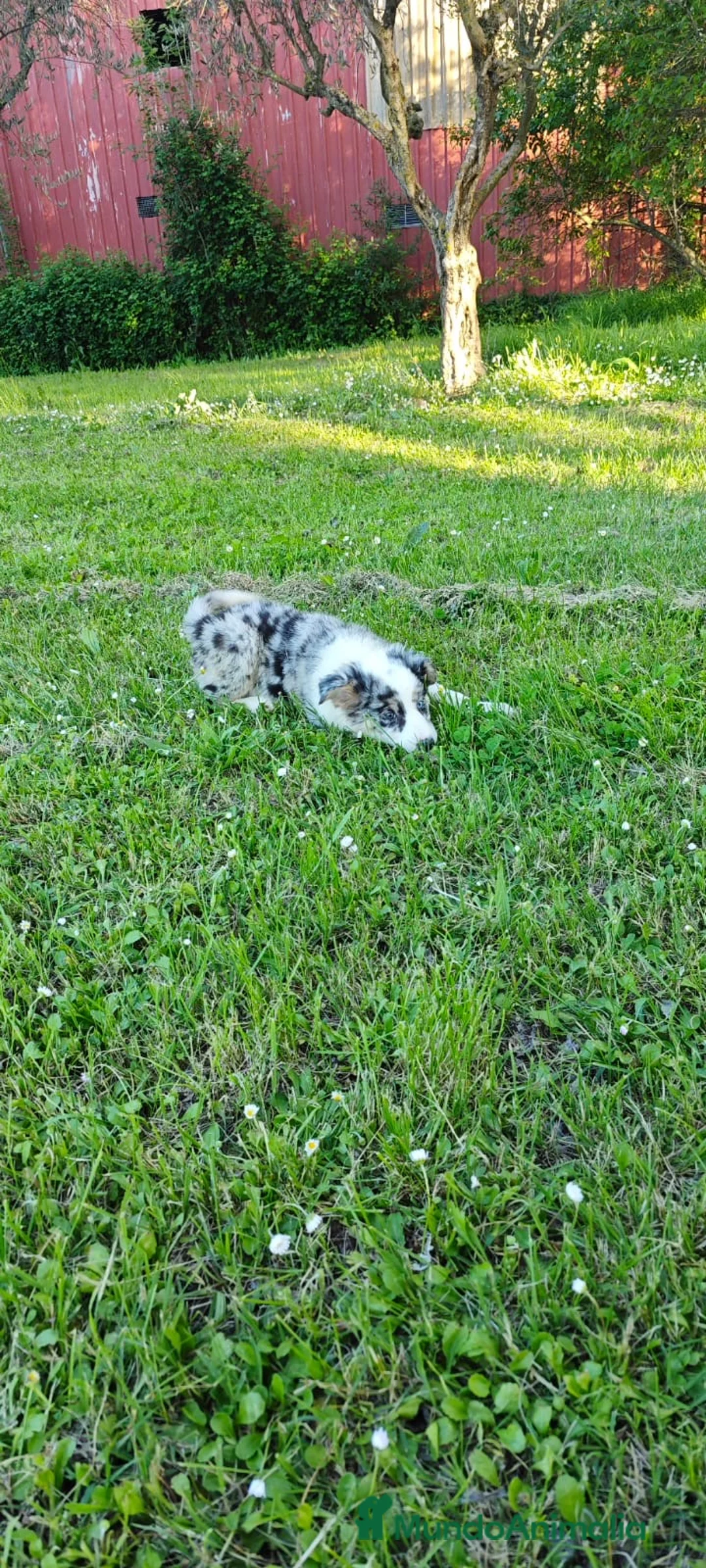 Border Collie perros en venta: Border collie  en La Rioja - Anuncio 2