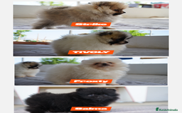 Pomerania perros en venta: 🐾 🌟 PEQUEÑOS POMERANIA ÚNICOS Y SIMPÁTICOS 🐾 🌟 - Imagen 2
