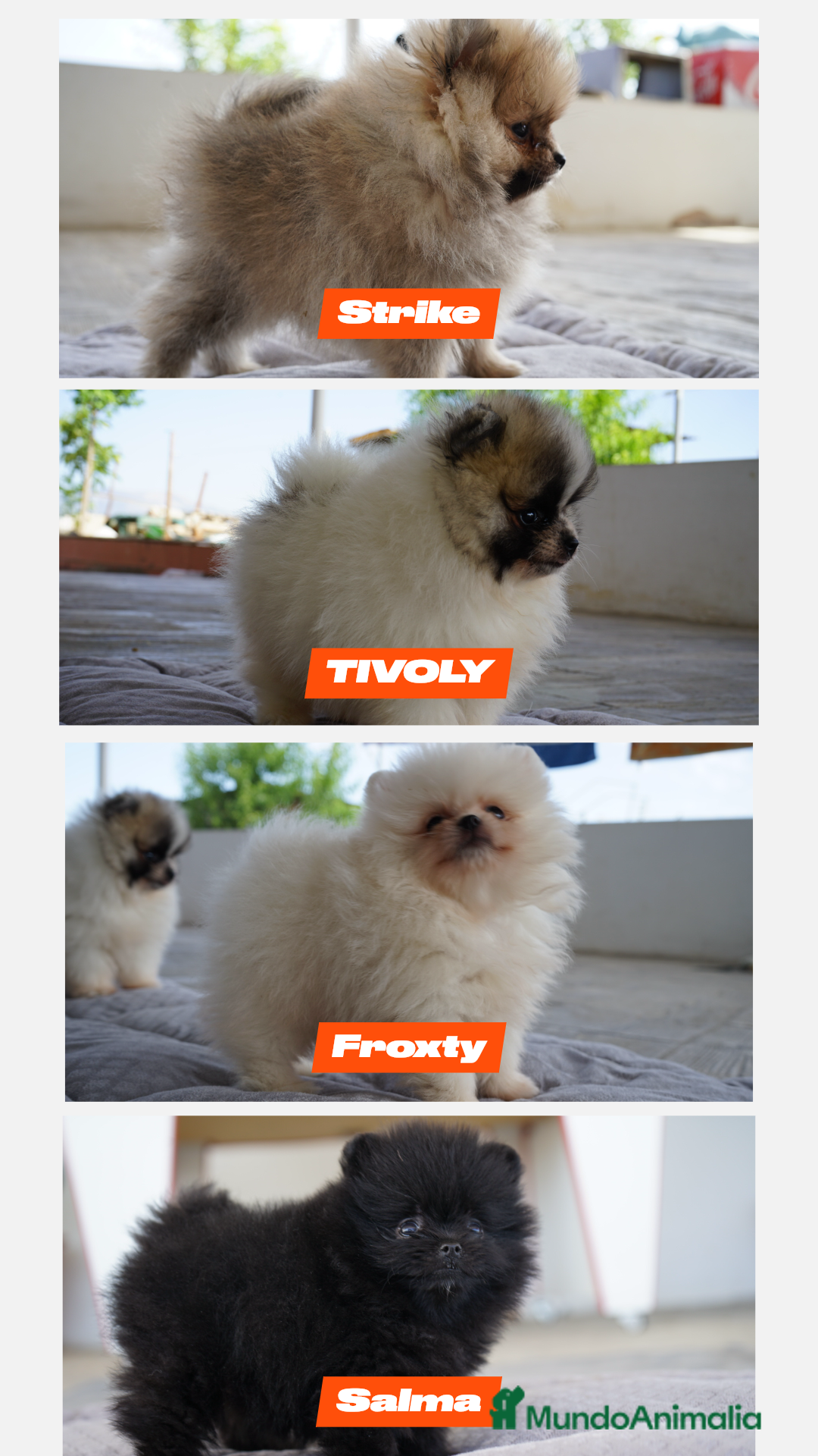 Pomerania perros en venta: 🐾 🌟 PEQUEÑOS POMERANIA ÚNICOS Y SIMPÁTICOS 🐾 🌟 - Imagen 2