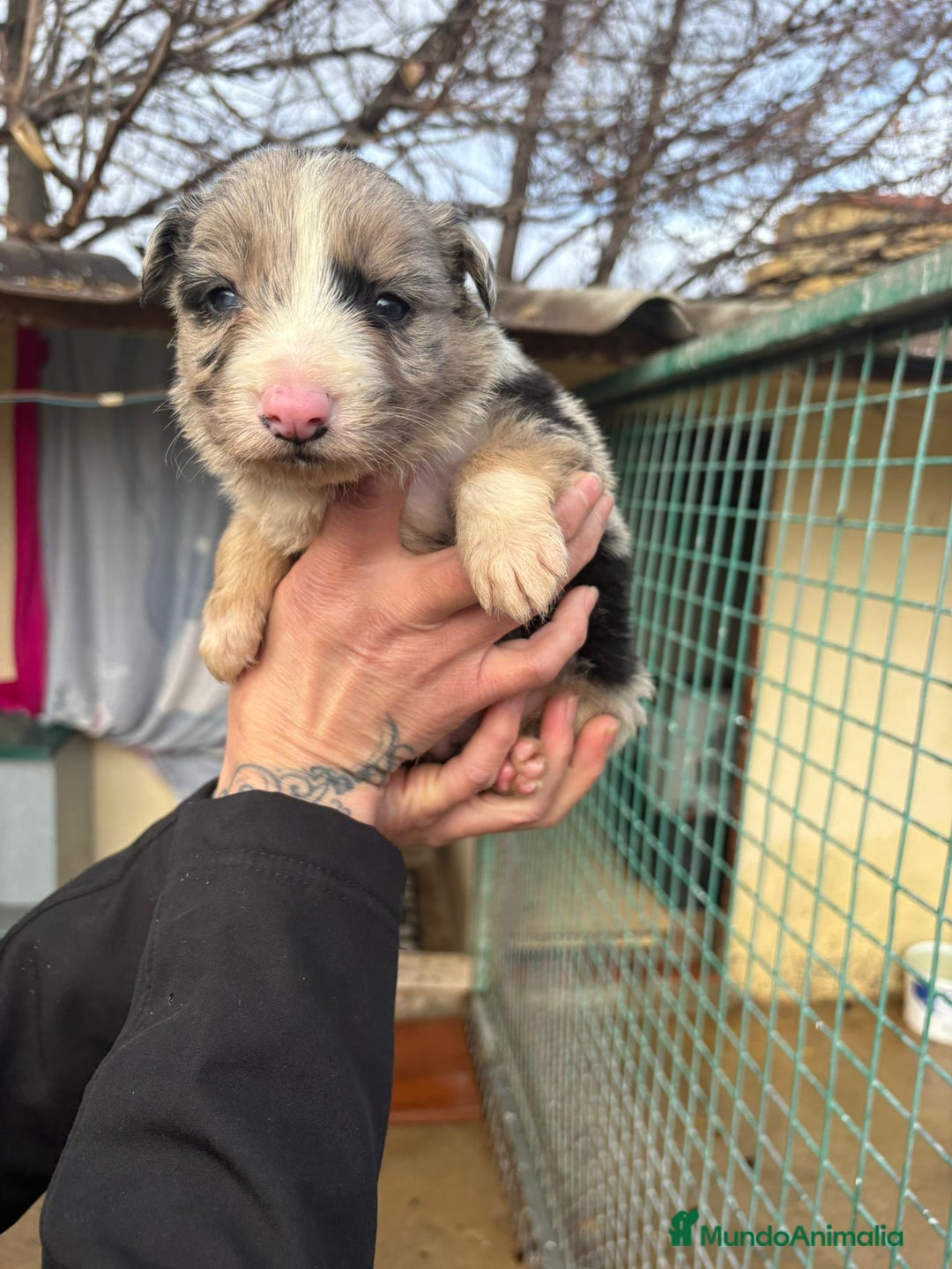 Border Collie perros en venta: Cachorro Macho Border Collie merle - Anuncio 11