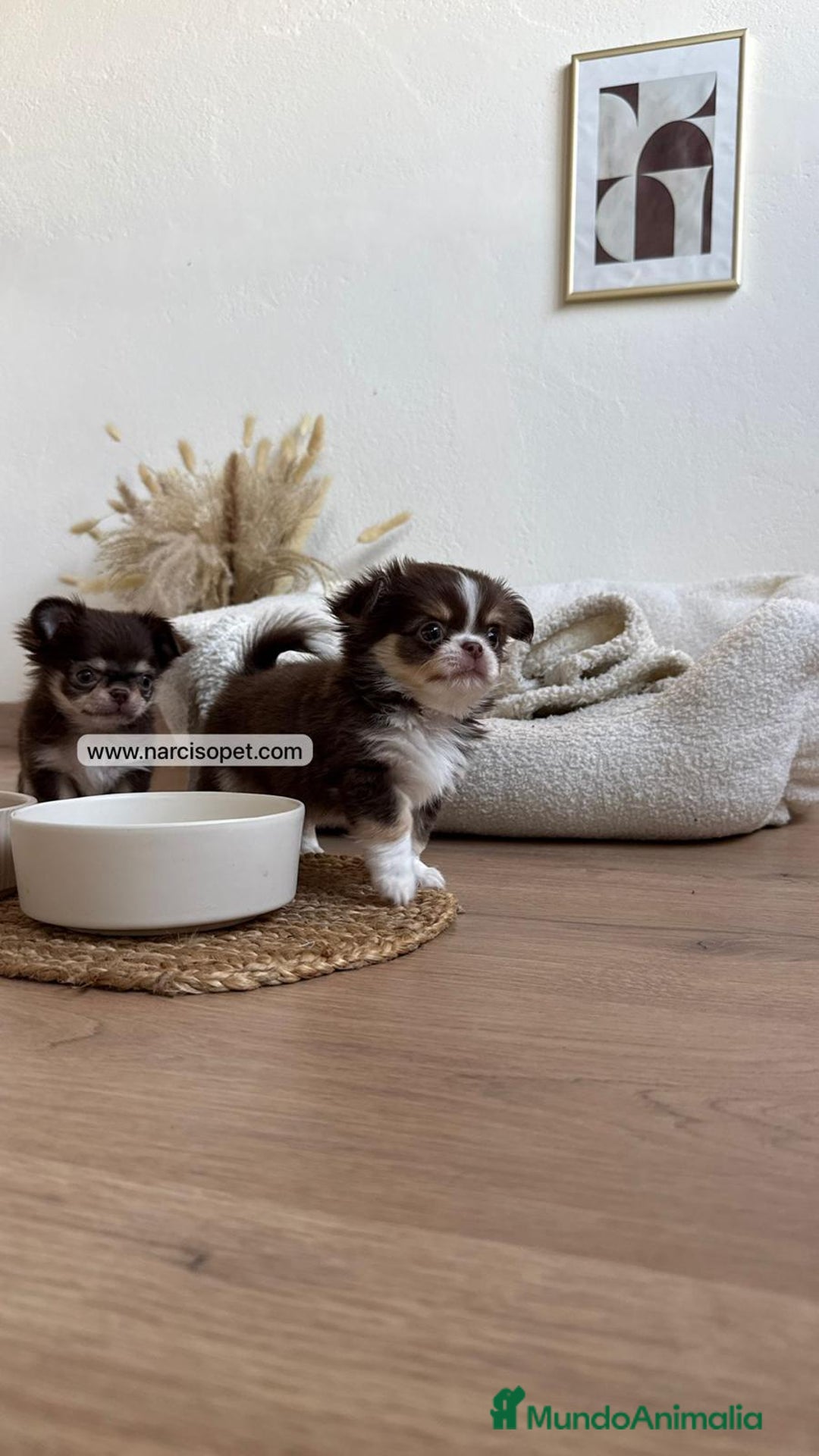 Chihuahua perros en venta: CHIHUAHUA PELO LARGO LINEA RUSA - Anuncio 7