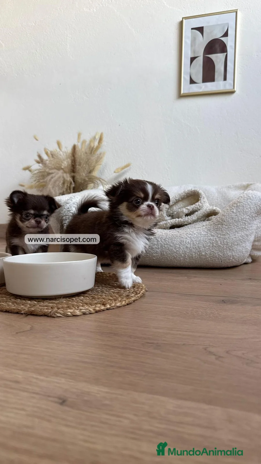 Chihuahua perros en venta: CHIHUAHUA PELO LARGO LINEA RUSA - Anuncio 7