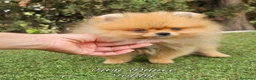 Pomerania perros en venta: Pomeranias calidad excepcional en Málaga - Anuncio 15