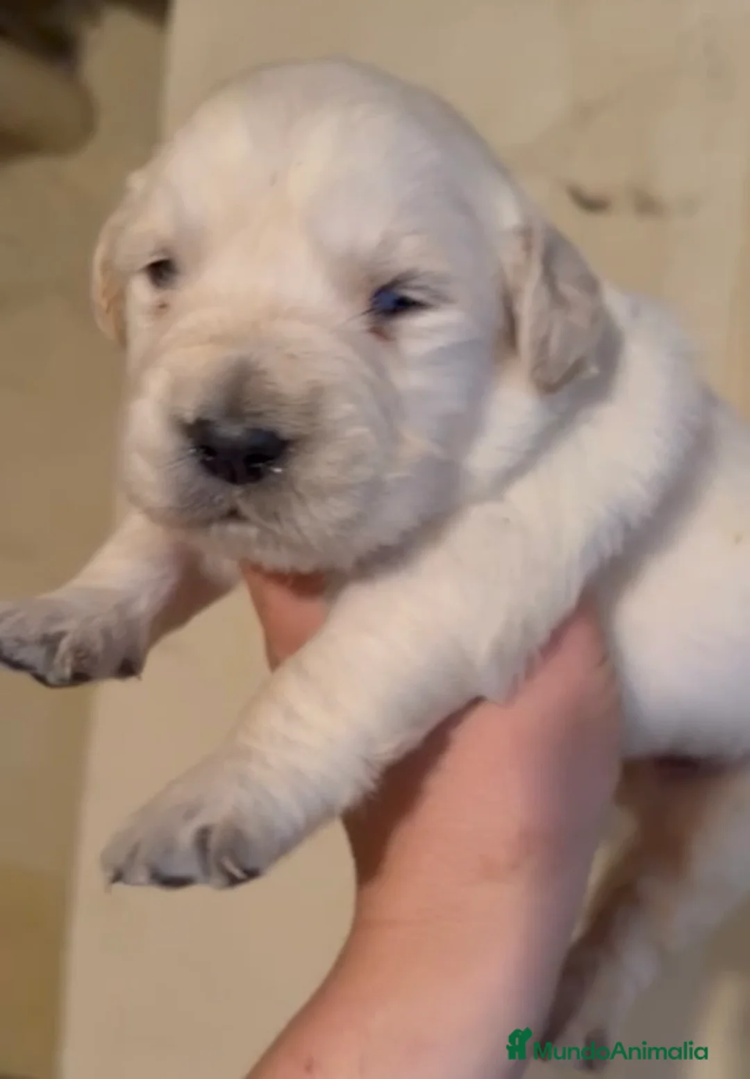 Golden Retriever perros en venta: Hembra golden retriever - Anuncio 2