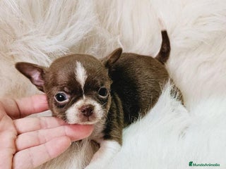 Chihuahua perros en Murcia - Anuncio 1