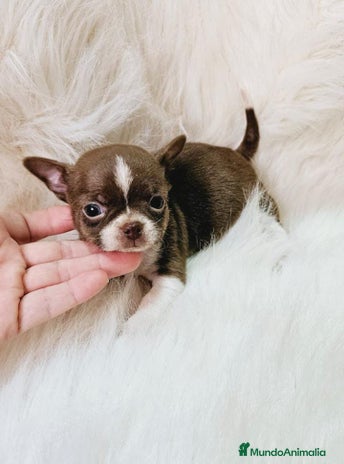 Chihuahua perros en Murcia - Anuncio 3