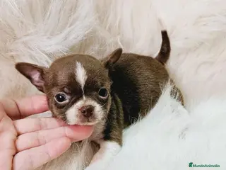 Chihuahua perros IMPRESIONANTES CHIHUAHUAS TOYS en Murcia - Anuncio 29