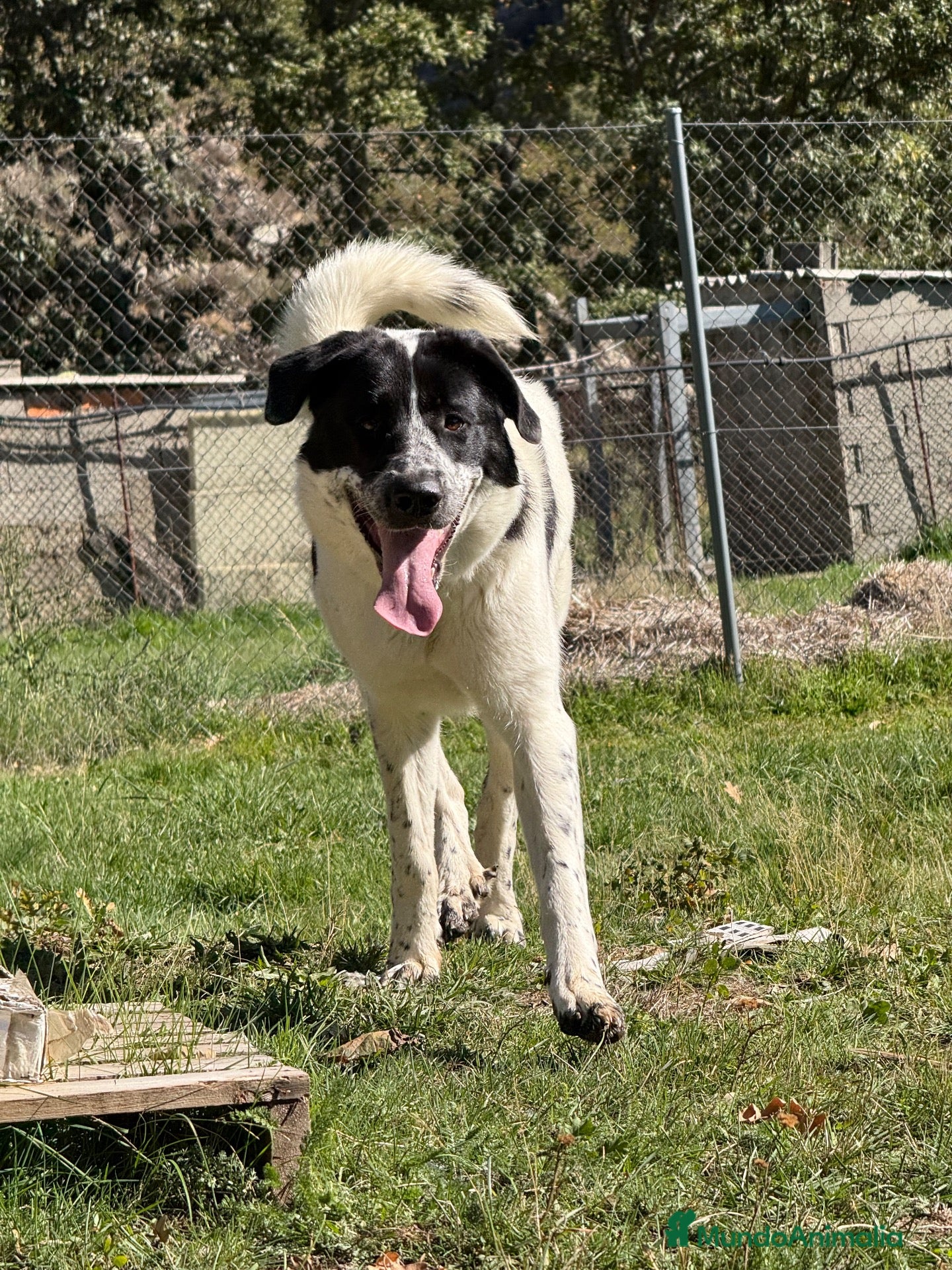 Mastín Español perros en venta: Adopción mastina pinta - Anuncio 2