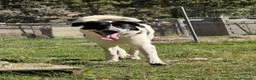 Mastín Español perros en venta: Adopción mastina pinta - Anuncio 1
