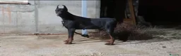 Dobermann perros en venta: Impresionantes Doberman - Anuncio 2
