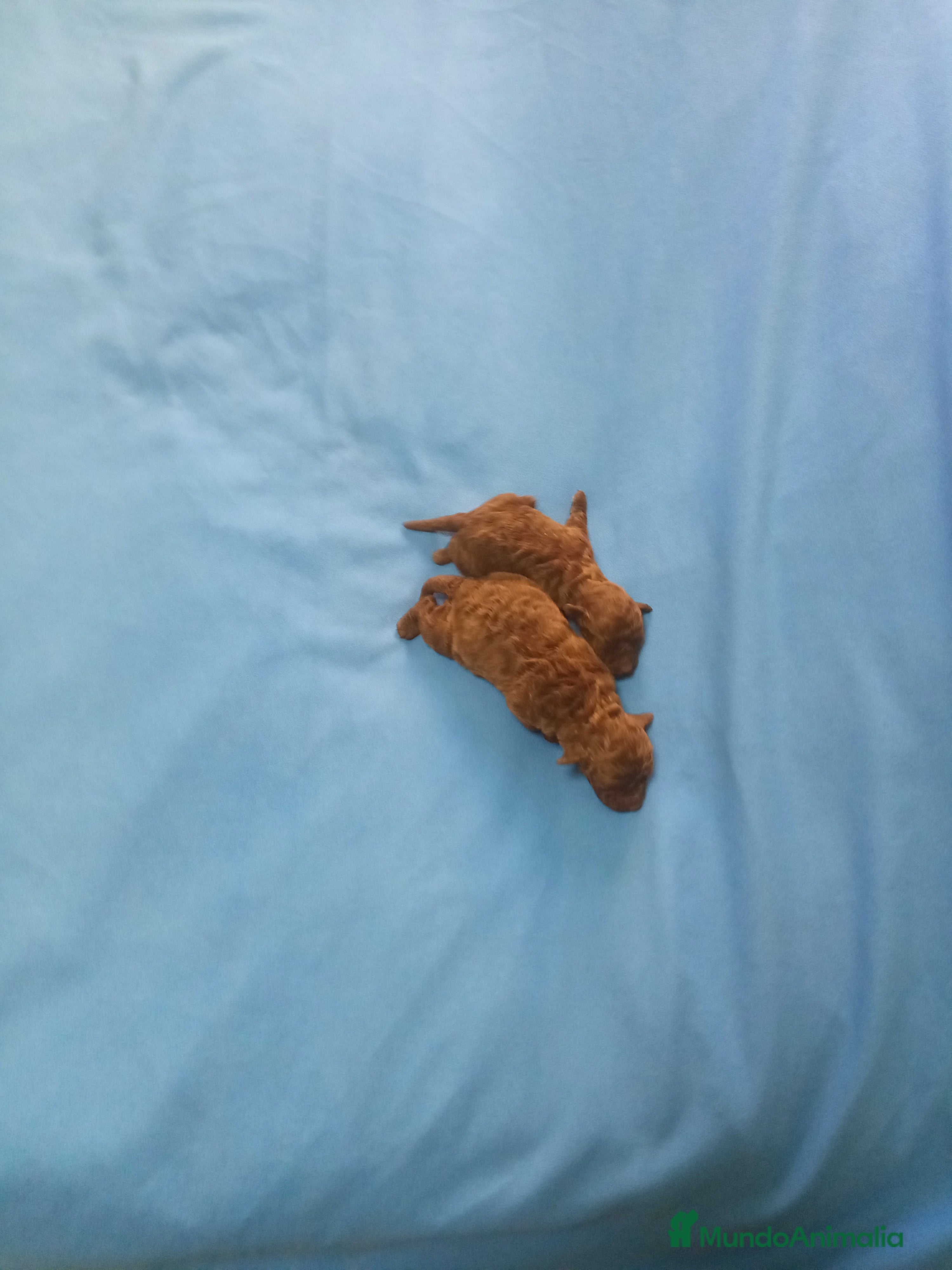 Caniche Toy perros Precioso cachorro de caniche mimi toy chocolate  - Anuncio 1