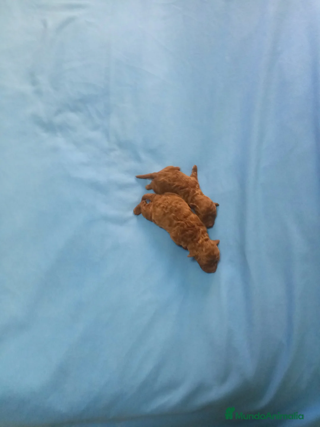 Caniche Toy perros en venta: Precioso cachorro de caniche mimi toy chocolate  - Anuncio 1