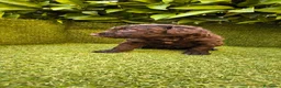Perro de Agua Español perros en venta: perro agua hembra chocolate  - Anuncio 7
