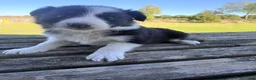 Border Collie perros en venta: Border Collie - Anuncio 17