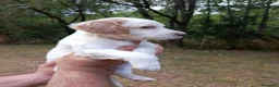 Setter Inglés perros en venta: Setter Inglés 641387649 - Anuncio 1