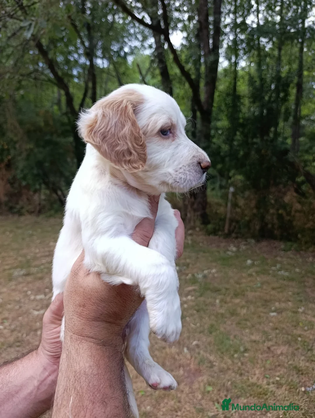 Setter Inglés perros en venta: Setter Inglés 641387649 - Anuncio 1