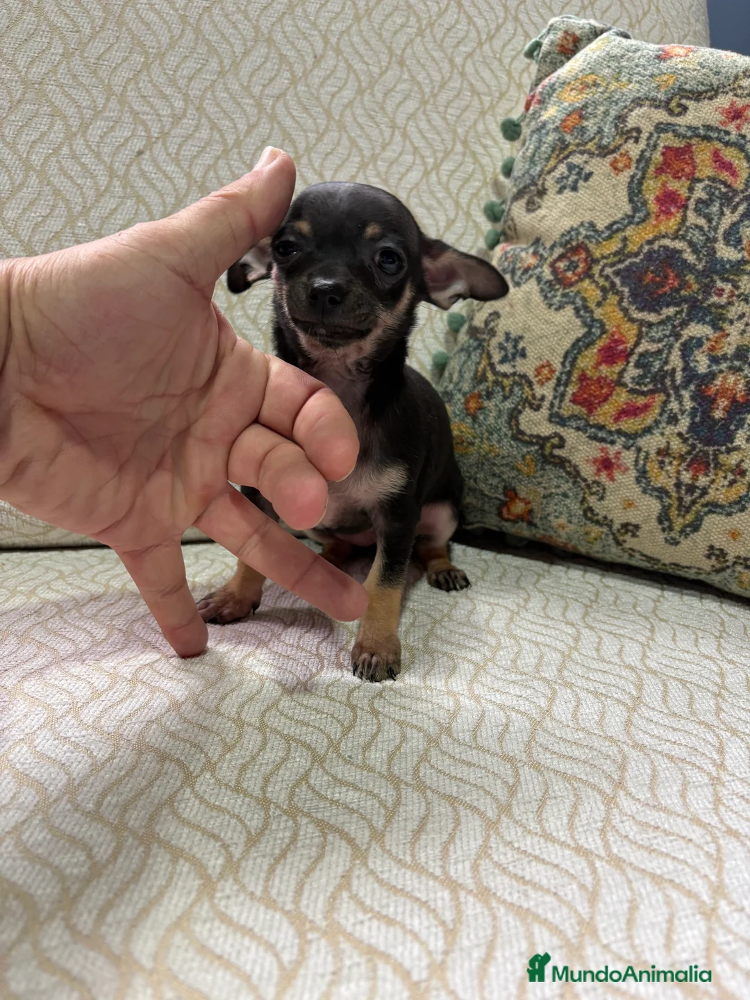 Chihuahua perros en venta: Chihuahua Toy hembra negro - Anuncio 7
