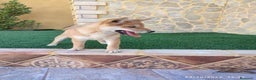 Shiba Inu perros en venta: SHIBA INU - Anuncio 11