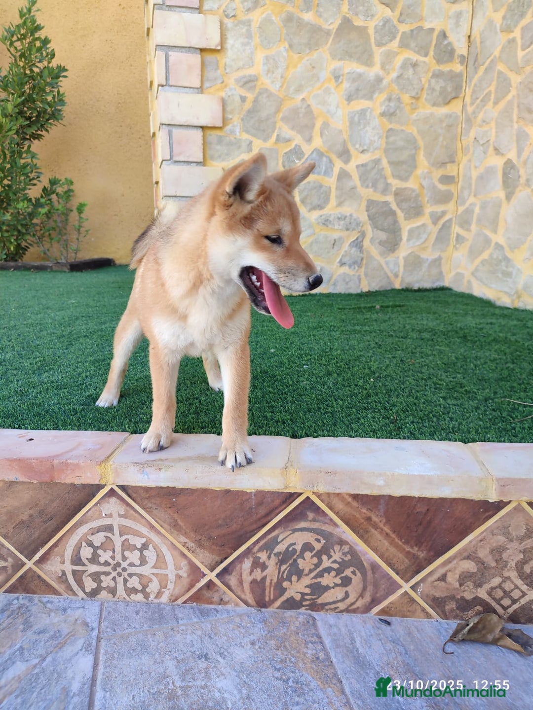 Shiba Inu perros en venta: SHIBA INU - Anuncio 11