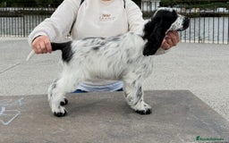 Cocker Spaniel Inglés perros en venta: Excelentes cachorros cocker spaniel ingles - Imagen 9