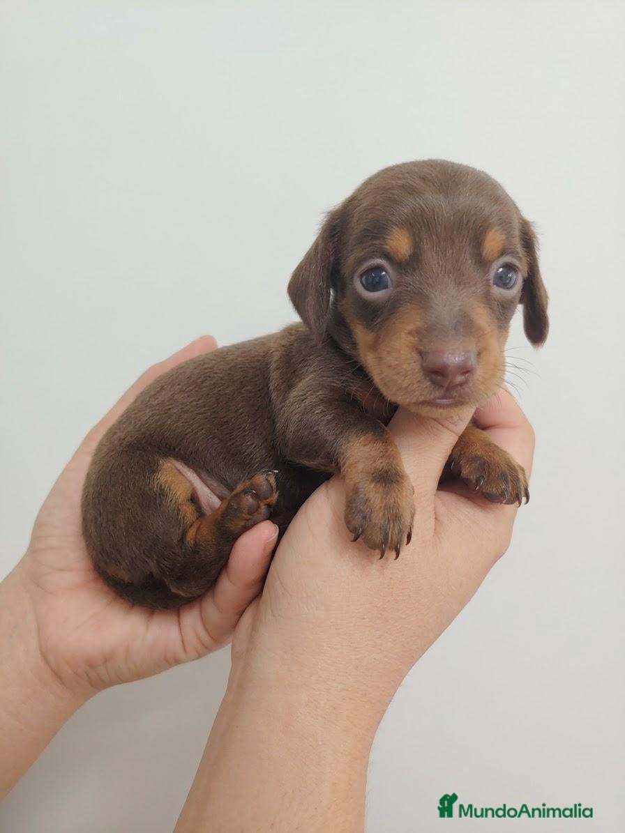 Teckel perros en venta: Teckel - Anuncio 2